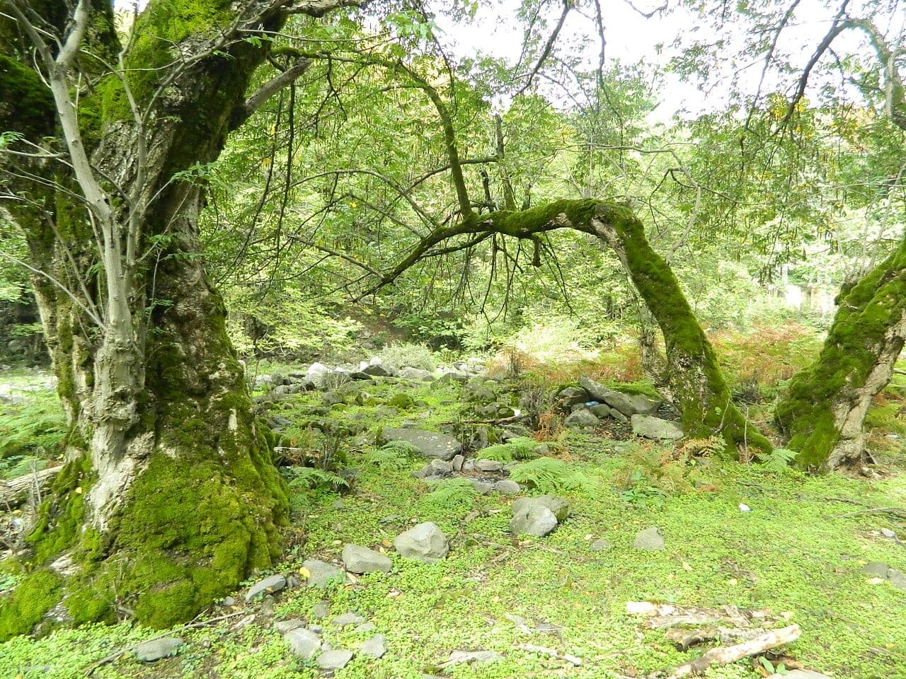 Zaqatalada meşəli ərazidə dincəlik evi