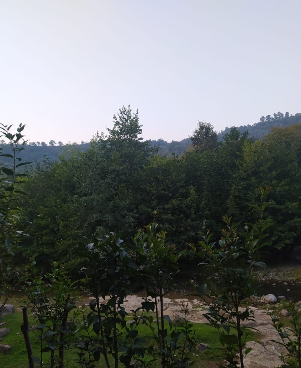 Masallı