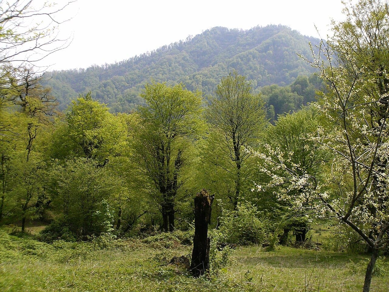 Astara