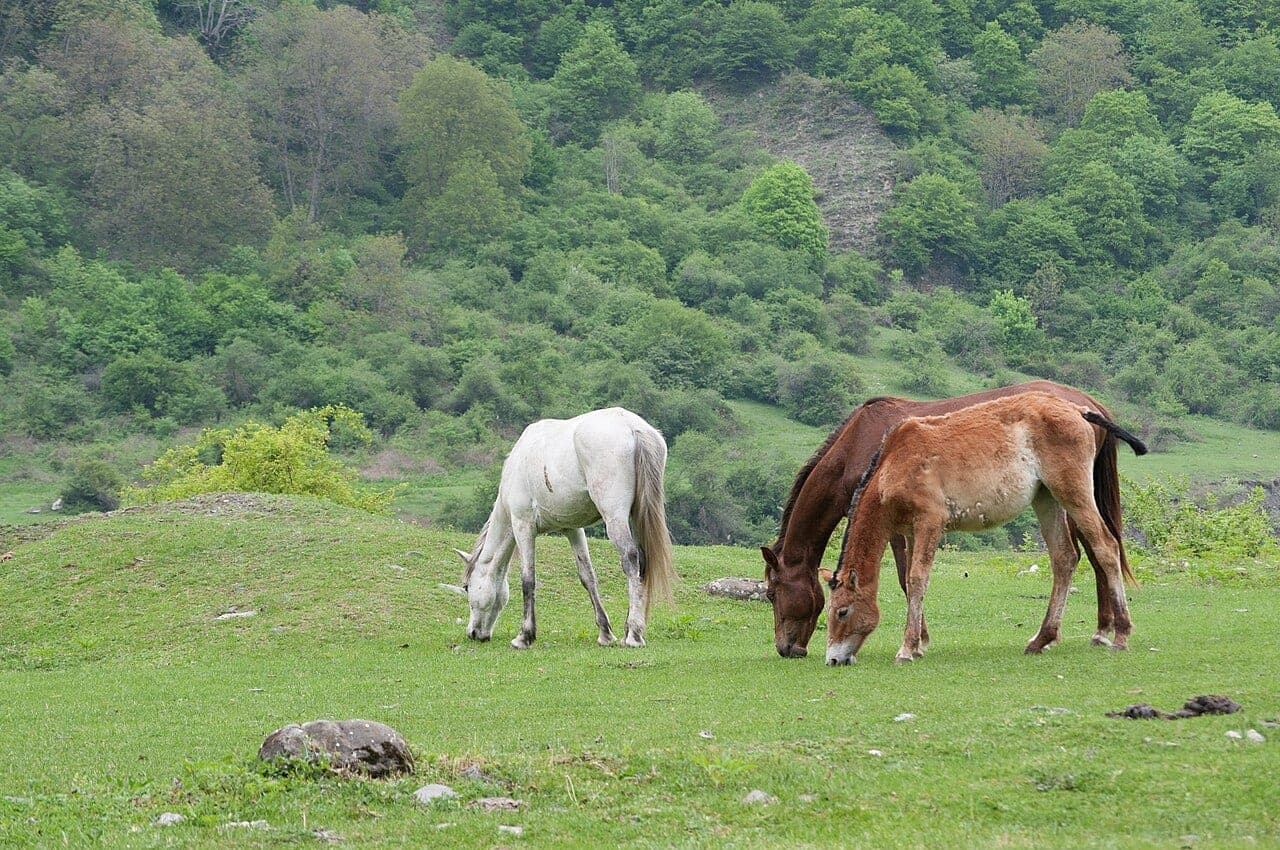 Qusarda At Belində Dağ Gəzintisi