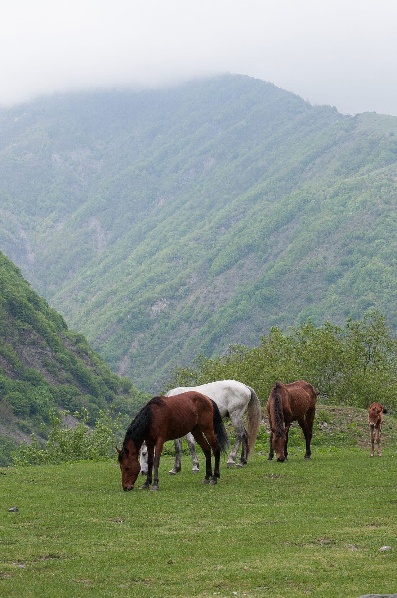 Qusarda At Belində Dağ Gəzintisi